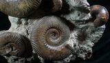Huge Hammatoceras Ammonite Sculpture #7639-4